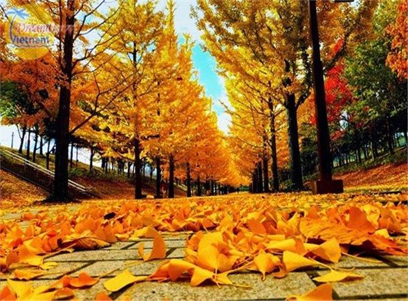 Du lịch Hàn Quốc 6N5Đ: Seoul - Jeju - Everland - Nami (Bay KH 5 SAO) Du lịch Hàn Quốc 6N5Đ: Seoul - Jeju - Everland - Nami (Bay KH 5 SAO)